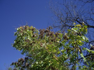 Ailanthus - Brownwood - 2010 (1)