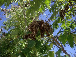 Ailanthus - Brownwood - 2010 (2)