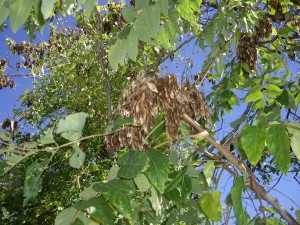 Ailanthus - Brownwood - 2010 (3)