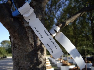 Allee Elm label