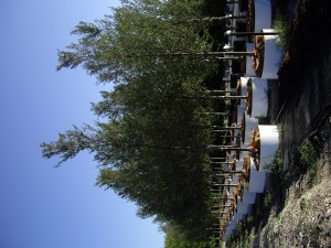 Allee Elm