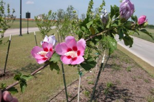 Althea bloom 222