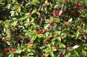 American Holly 111 (1)