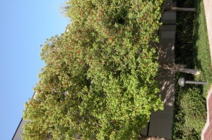 American Holly 111