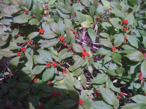 Amur honeysuckle Lonicera maackii