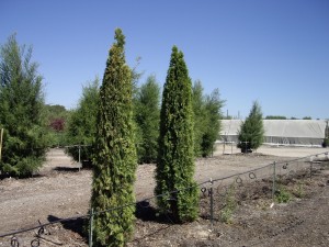 Arborvitae - Emerald Green - tall