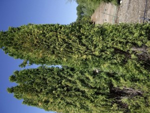 Arborvitae - Emerald Green