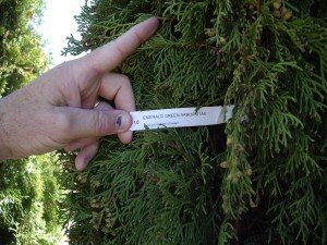 Arborvitae - Emerald Green