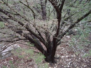 Ashe juniper - form - 6-09