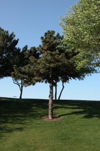 Austrian Pine 111