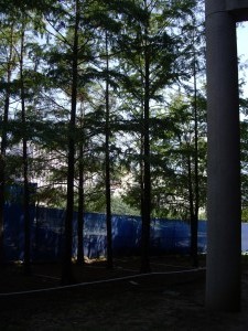 Bald Cypress close - Dallas Convention Center (1)
