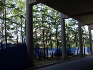 Bald Cypress close - Dallas Convention Center (2)