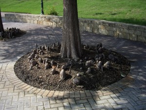 Bald Cypress knees