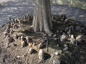 Bald Cypress knees