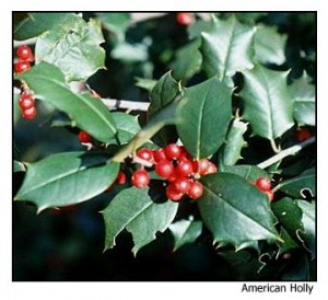 american_holly