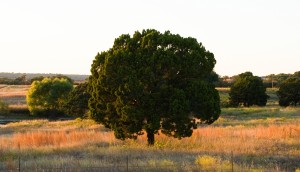 ashe juniper